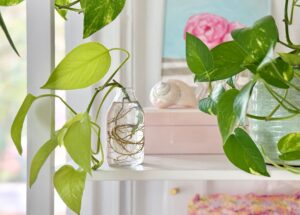How To Propagate A Pothos