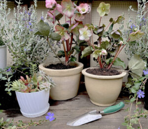 Mėnesio žydėjimas: Hellebores