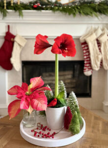 Mėnesio žydėjimas: Amaryllis